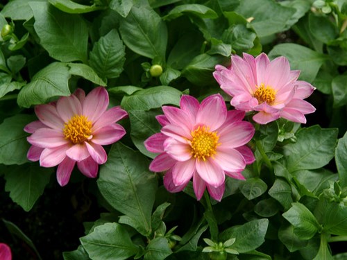 Dahlia Dahlietta Violet Frost
A single flower cultivar.